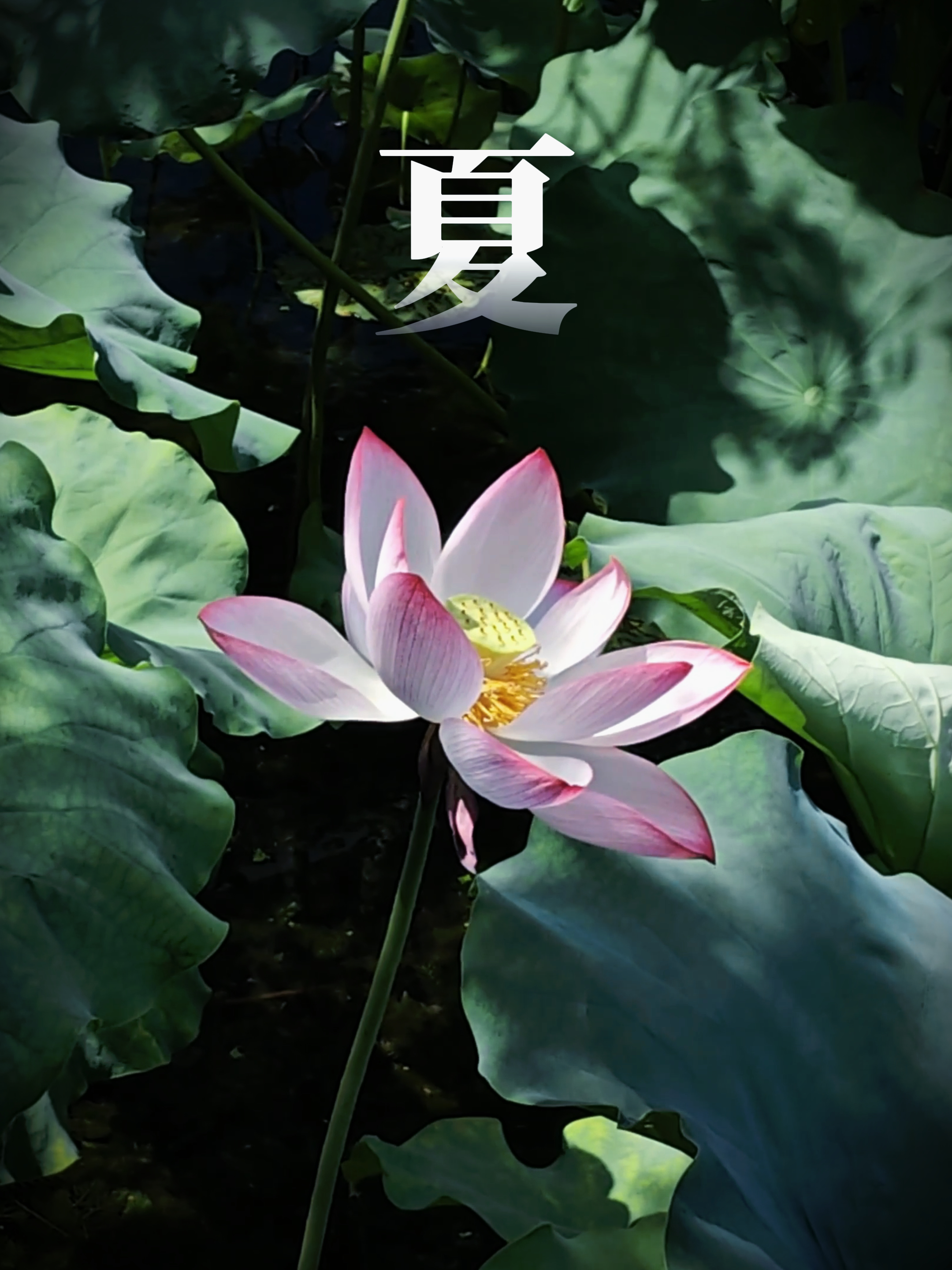 四季 2