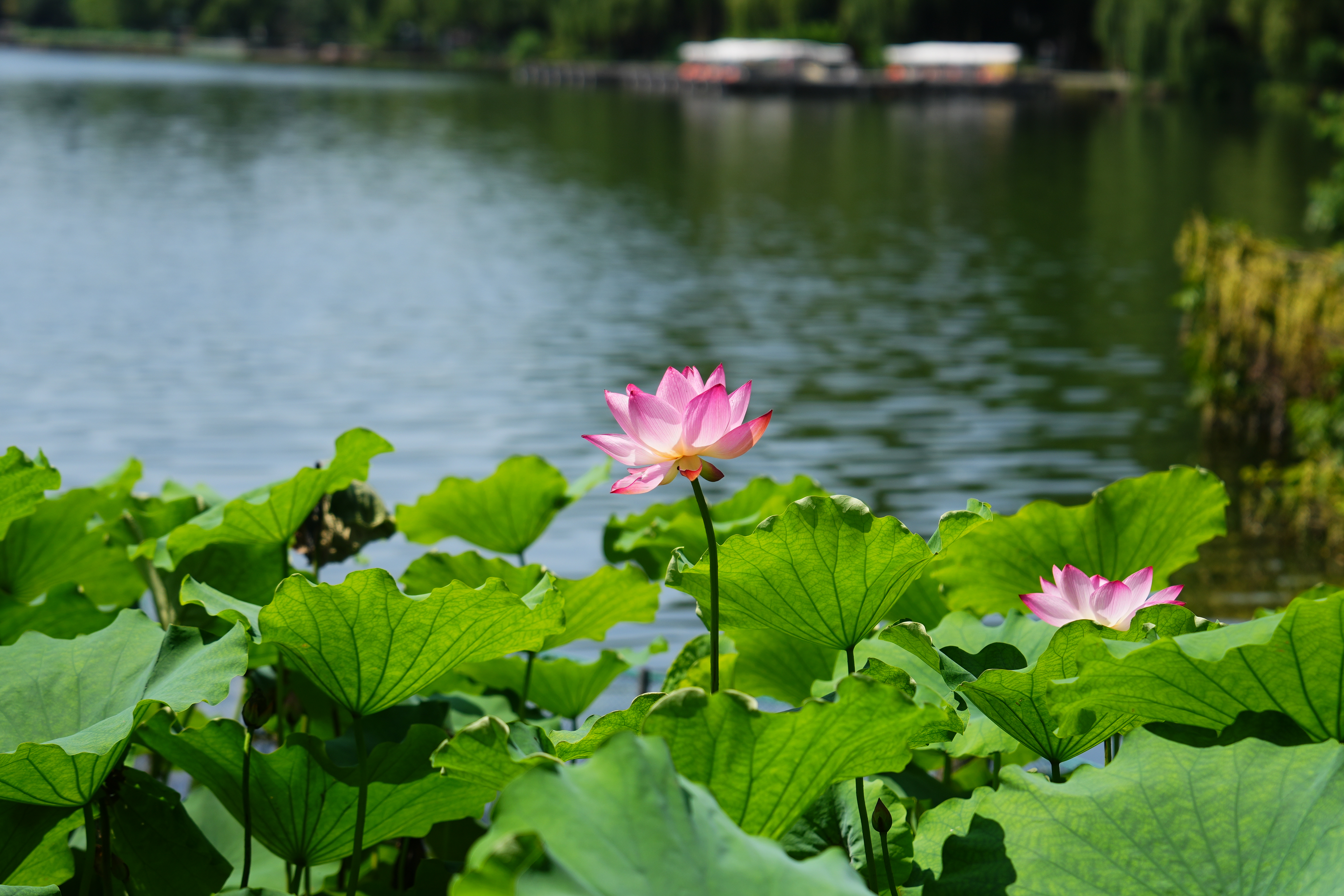 西湖美景 6
